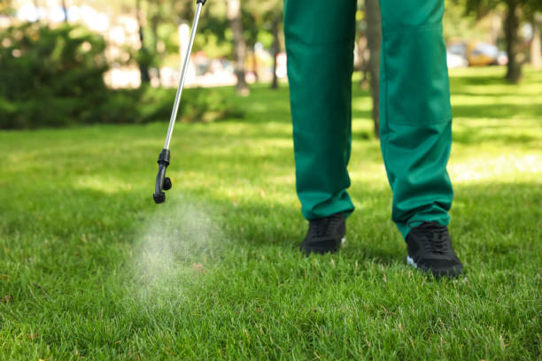 Wasp Removal Services in Toledo, IA